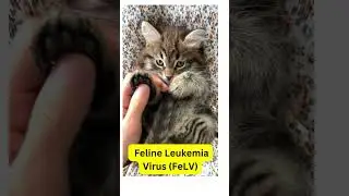 Cat Medical Emergency - What You Need to Know Now!