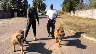 South African Boerboel! 