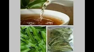 Mango Leaf Tea Benefits, Uses, and How to Make It