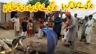 Jogi was brave enough to catch a big king cobra || snake rescue || king Cobra || naag aur jogi