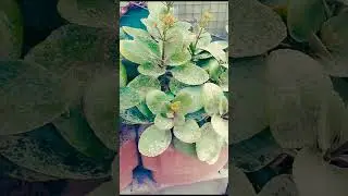 Kalanchoue plants🌱🌱| Kalanchoue care tips. #bagwanitips #vimalbagwani #homeplant #myhomeplants