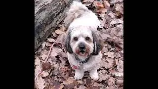 Mogli von die weiße Socke 🐶 🐾 🧦 würde sich sehr über mehr Sonne 🌞 und Wärme freuen.