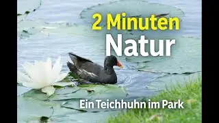 Zwei Minuten im Leben eines Teichhuhns | Naturbeobachtung im Parkteich