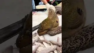 Deadly Stone Fish: The Most Venomous Fish in the World | Amazing Facts & Survival Tips