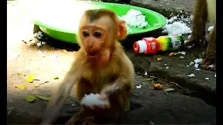 Adorable Baby Thor was Baby monkey abandoned after live Mother Dhamma by did not feed enough ,!!