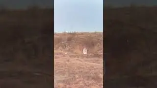 Guess the distance of this long range shot from a 6.5 Creedmoor #shorts