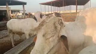Beautiful pure white cholistani seman bull#S3 white full pure white masallha