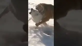 #tiger vs #kangal  #tigervskangal. Tiger Bites dog