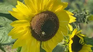 Honey Bee Collecting Nectar From Sunflower | Sunflower | Honey Bee | #Youtube shorts | #Shorts