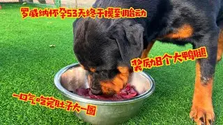 罗威纳怀孕53天终于摸到胎动，奖励8个大鸭腿，一口气吃完肚子大一圈