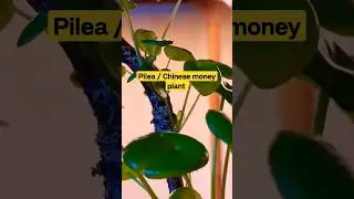 how to grow pilea |Chinese money plant | UFO plant |  indoor plant | #gardening #planting