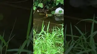 PART 2 mancing limbata #mancing #channalimbatamangap #fishing #fyp