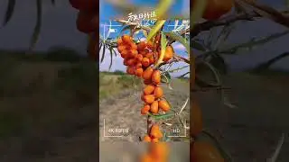 Sea Buckthorn Fruit Powder