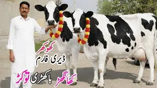 Khokhar Dairy Farm |Top Class Australian Cows in Pakistan | First Timer Cows for sale In Punjab 