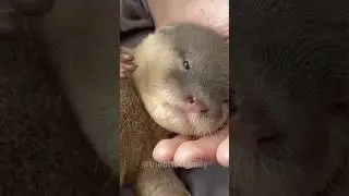 Baby otter is the cutest animal #theottersfamily #dog #puppy #shorts