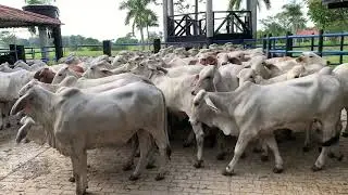 Seleccionando novillas para programa de IATF ( Inseminacion artificial a tiempo fijo )