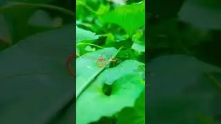grasshopper love❣️grasshopper love photography🥰#natural #grasshopper #shorts #video #online