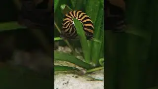 Nerite Snail 🐌 #Shorts #Snail #Aquarium @AquariumLiveStream4U