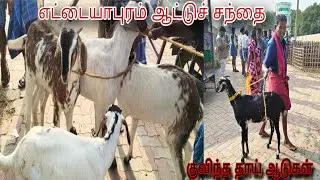 எட்டையாபுரம் ஆட்டுச்சந்தை (குவிந்த தாய் ஆடுகள்) #சந்தை #goat #விவசாயம் #ஆடு 