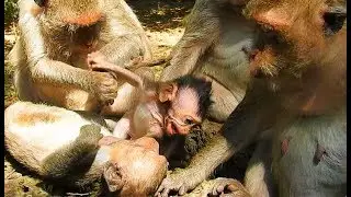 POOR BABY MONKEY JAYDEN CRYING FOR MOM MILK | JAYDEN TOO SMALL MOM WEANING TO STOP MILK