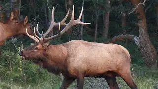 SOUNDS OF ELK DURING THE RUT!! #bullelk #nature #elk #nature #outdoors #wildlife #rut #bugle 