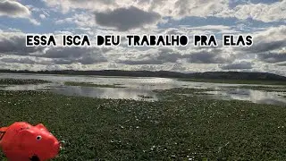PESCA DE TRAÍRA em Santo Antônio – Local de livre acesso! #traira