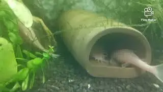Tarło snow white