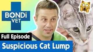 Cat's Suspicious Lump Could Be Cancer 😿 | Bondi Vet Coast to Coast Season 1 Ep 8 | Full Episodes