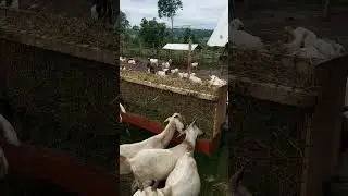 How to make asimple and cheap hay feeder