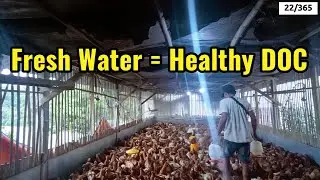 Day 22/365 &ndash; Fresh Water, Happy Chicken 💧🐔