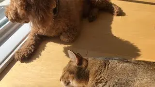 Abyssinian cat and dog *best friends*