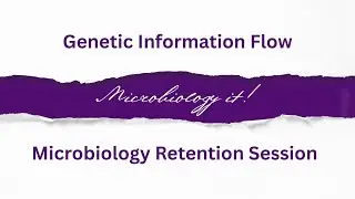 Genetic Flow | Replication, Transcription, Translation #microbiologyclass