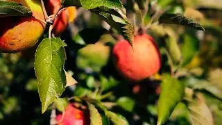 Apple Picking at Homestead Farm, Md. #hoverairx1