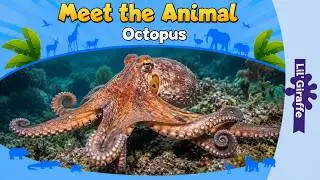 Meet the Animals | Octopus | Wild Animals | Stories for Kindergarten