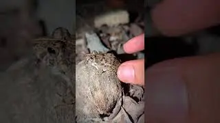 catch and touch team frogs for fun | catching animals funny | frogs jumping funny | funny frogs