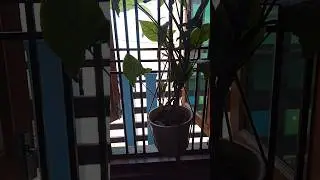 Indoor plants singoniam.✨️🪴🪴✨️ #bollywood #hindisong #gardening #youtubeshorts .