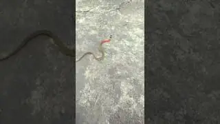 Visitor at home-Redneck Keelback Snake