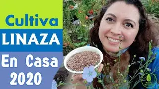 C&oacute;mo cultivar linaza o semilla de lino en casa 2020. Proceso paso a paso