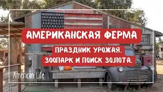 Ферма в Америке: праздник урожая и добыча золота #vlog #pumpkinfarm #сша #эмиграциявсша