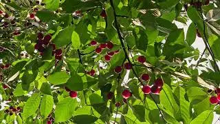 Vibrant cherries on branches with lush green leaves outdoors