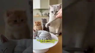 Top 5 😂 funny animal moments that will make you smile 😂😂🇺🇸🐈 #shorts #animalshorts