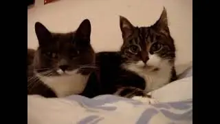 Cats Talking - 1 Hour Loop