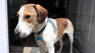 American Humane Association Hero Dog Awards - 2012 Finalists - Daniel | Hallmark Channel