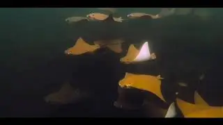 Gal&aacute;pagos Isabela/Golde Cowray o Raya Dorada