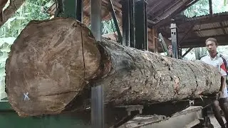 Extremely Dangerous Tree Sawing should only be done by professionals | Some trees are long and big 