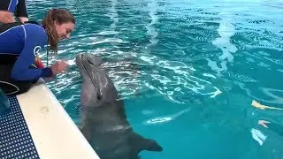 Hope the Dolphin's Rescue Anniversary