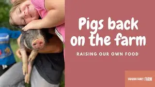 Adding pigs to clear out forest!
