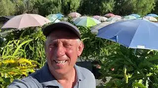 Dragon Fruit plants heat protection