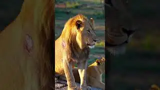 Scarred Majesty: The Wounded King of the Serengeti 🦁🔥🌅