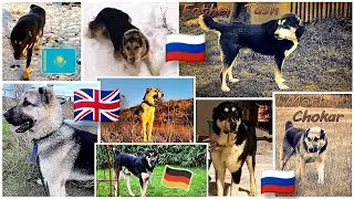 Aboriginal CAS puppies - alabai dog 2022⚡Central Asian Shepherd dog💖Щенки волкодава - было-стало!
